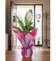Lila Pembe Buketli Polimer Saksıda Spatifilyum