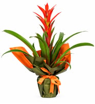Kırmızı Guzmania Çiçeği – Premium Dekoratif Canlı Saksı Bitkisi