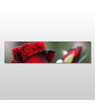 Kırmızı Gül Kanvas Tablo 120x40cm (Karışık)