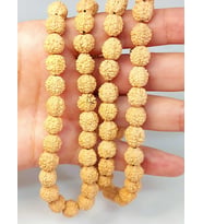 Açık Renk Süt Rudraksha Tohum Dizi 8-9mm aralığı (Mala yapımı için) 108 lik