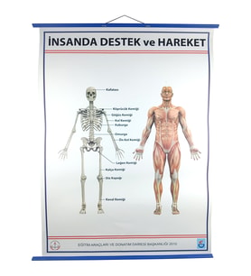 DESTEK VE HAREKET SİSTEMİ (İSKELET) LEVHASI