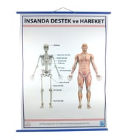 DESTEK VE HAREKET SİSTEMİ (İSKELET) LEVHASI