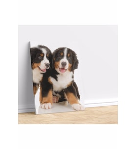 Köpek Yavurusu Temalı Kanvas Tablo
