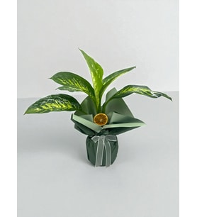 Saksıda Dieffenbachia Çiçeği