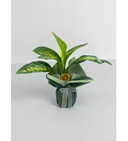 Saksıda Dieffenbachia Çiçeği