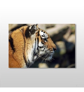 Kaplan Kanvas Tablo 60x40cm (Karışık)