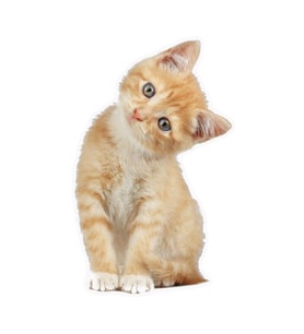 Tekir kedi turuncu yavru araba Sticker 18Cm Model3