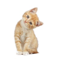 Tekir kedi turuncu yavru araba Sticker 18Cm Model3