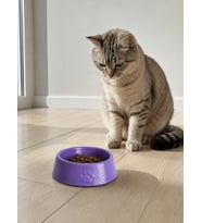 Pati Desen Model Beton Kedi Köpek Mama ve Su Kabı 13 cm çap x 4 cm - Mor