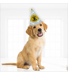 Köpek Doğum Günü Şapkası (STD)