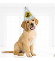 Köpek Doğum Günü Şapkası (STD)