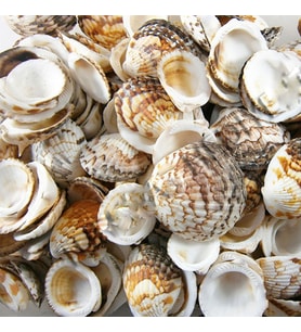 Tiger Cochles Kiloluk Deniz Kabuğu (1 KG)