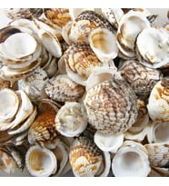 Tiger Cochles Kiloluk Deniz Kabuğu (1 KG)