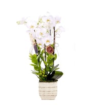 Premium 3 Dal Beyaz Orkide
