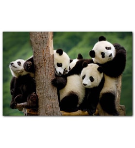 Cakatablo Sevimli Panda Yavruları MDF Tablo
