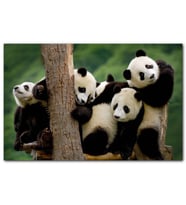Cakatablo Sevimli Panda Yavruları MDF Tablo