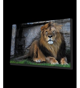 Aslan Hayvan Cam Tablo 4mm Dayanıklı Temperli Cam