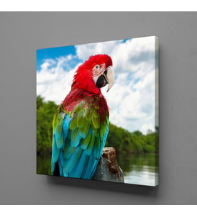 RENKLİ PAPAĞAN KANVAS TABLO 180x180cm