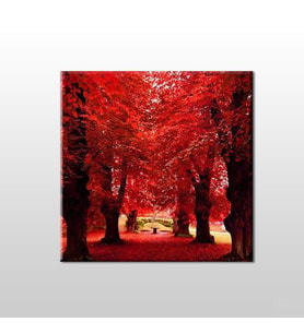Sonbahar Ağaçlar Kanvas Tablo 80x80cm (Karışık)