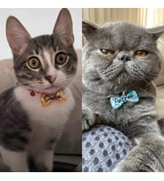 "Papypn" Şeklinde Tasma - Zilli - Ayarlanabilir - Isimli Kedi Tasması / Küçük-Orta Irk Köpek Tasması
