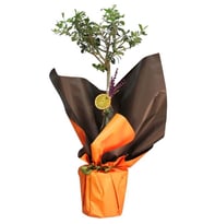 BUKET KAGIDINDA ZEYTİN AGACI TASARIM