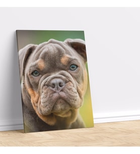 Yavru Buldog Köpek Dikey Dekoratif Kanvas Tablo