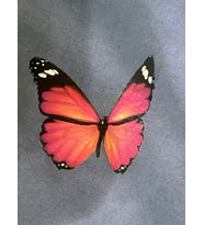 8X9 CM ÜTÜ İLE YAPIŞAN TRANSFER BASKI TİŞÖRT BASKI DİKİŞ TASARIM (Kırmızı)