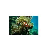 Kanki Pet KP7045015 Akvaryum Arka Fon Yapıştırma 70 x 45 CM