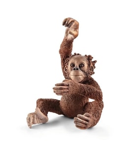 Yavru Orangutan