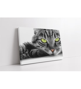 Siyah Beyaz Kedi