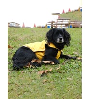 Petitailor  Köpek Kıyafeti Softshell Su Geçirmez Polar Astarlı Yelek Sarı Gri