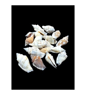 Deniz Kabukları 100 Gr NO-4-MİTRASANGUİSUGA