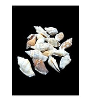Deniz Kabukları 100 Gr NO-4-MİTRASANGUİSUGA
