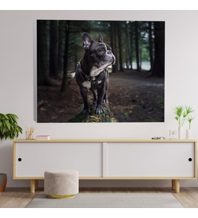 French Bulldog Temalı Dekoratif Kanvas Tablo