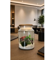 Şans Getiren Marimo Özel Işıklı Sunshine2
