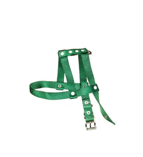 Lovely Ayarlanır Köpek Göğüs Tasması 2cm 5-17 Kg Aralığındaki Köpeklere YEŞİL
