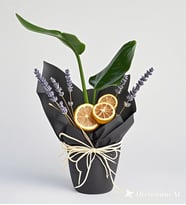 Premium Black Starliçe Çiçeği