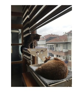 Ahşap Kedi Yatağı