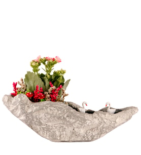 Kaya Saksıda Pembe Kalanchoe Teraryum