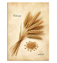 Triticum Buğday Başağı Botanik Çizimi Dekoratif Kanvas - Mdf Ahşap Tablo