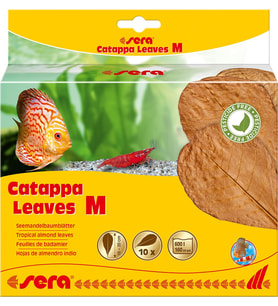 Catappa Yaprağı M 18 cm (10 Adet)