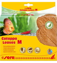 Catappa Yaprağı M 18 cm (10 Adet)