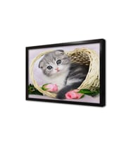 Kedi Yavrusu Çerçeveli Mdf Tablo