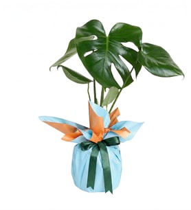 Monstera Turuncu Mavi Bitkisi