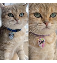 "Kalkan" Şeklinde Tasma - Zilli - Ayarlanabilir - Isimli Kedi Tasması / Küçük-Orta Irk Köpek Tasması