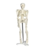 Tam İskelet Maketi 45 Cm Model 32