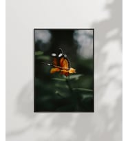 Kelebek ve Çiçek Poster (Çok Renkli)