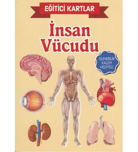 Eğitici Kartlar İnsan Vücudu