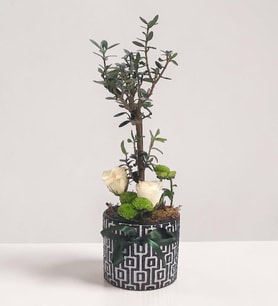 Desenli Saksıda Zeytin Ağacı Bonsai & Beyaz Güller