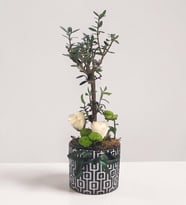 Desenli Saksıda Zeytin Ağacı Bonsai & Beyaz Güller